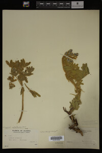 Image Associated With the Occurrence