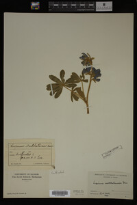 Lupinus nootkatensis image