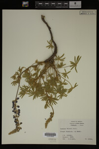 Lupinus palmeri image