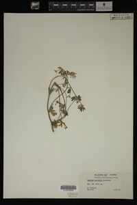 Image Associated With the Occurrence