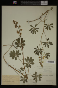Lupinus perennis image