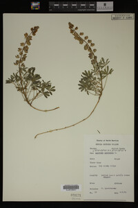 Lupinus perennis image