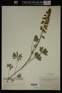 Lupinus perennis image