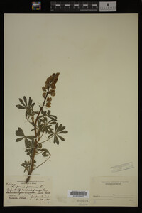 Lupinus perennis image