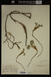 Lupinus perennis image
