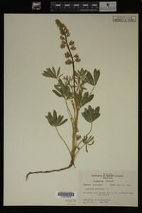Lupinus perennis image