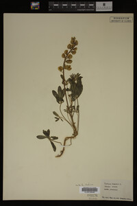 Lupinus perennis image