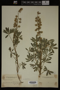 Lupinus perennis image
