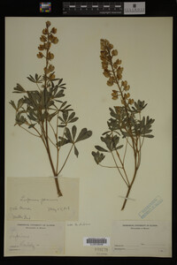 Lupinus perennis image
