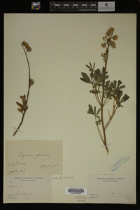 Lupinus perennis image