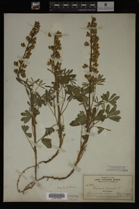 Lupinus perennis image