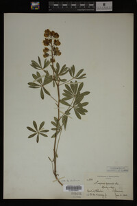 Lupinus perennis image