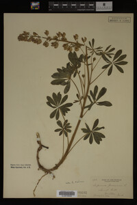 Lupinus perennis image