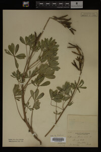 Lupinus perennis image