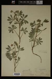 Lupinus perennis image