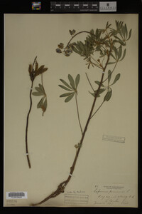 Lupinus perennis image