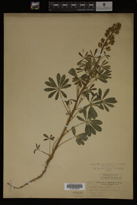 Lupinus perennis image