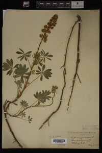 Lupinus perennis image