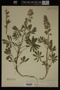 Lupinus perennis image