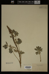 Lupinus perennis image