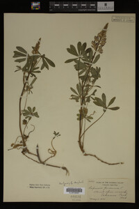 Lupinus perennis image