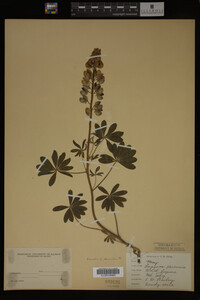 Lupinus perennis image
