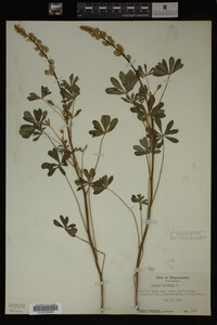 Lupinus perennis image