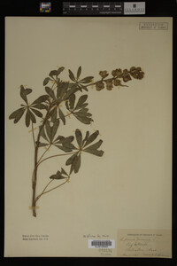 Lupinus perennis image
