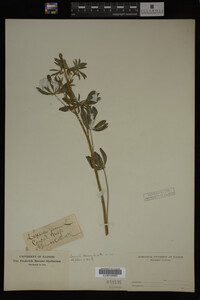 Lupinus perennis image