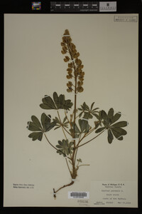 Lupinus perennis image