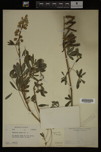 Lupinus perennis image