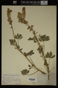 Lupinus perennis image
