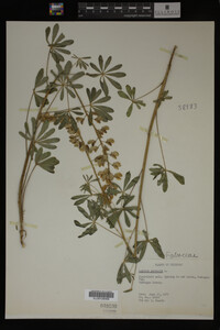 Lupinus perennis image