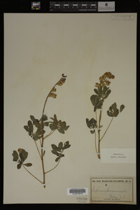 Lupinus perennis image