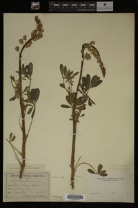 Lupinus perennis image