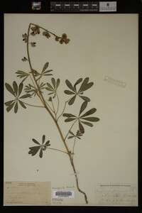 Lupinus perennis image