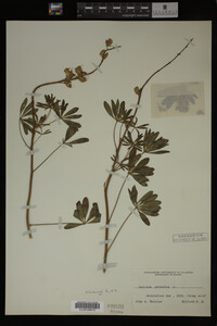 Lupinus perennis image
