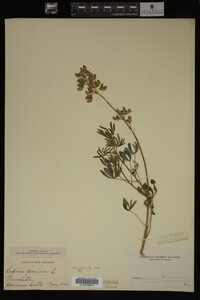 Lupinus perennis image