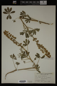 Lupinus perennis image