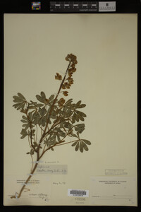 Lupinus perennis image