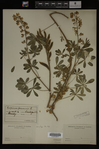 Lupinus perennis image