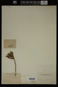 Lupinus perennis image