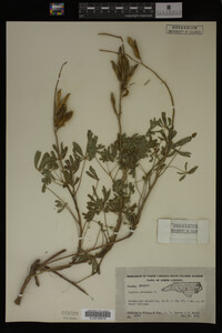 Lupinus perennis image