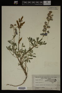 Lupinus perennis image