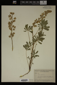 Lupinus perennis image