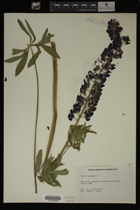 Lupinus perennis image