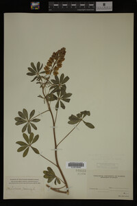 Lupinus perennis image