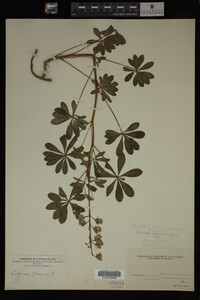 Lupinus perennis image