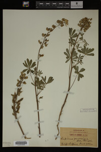 Lupinus perennis image