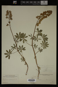 Lupinus perennis image